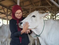 Bupati Indramayu Nina Agustina Beri Bantuan dan Jalan Baru kepada Peternak Sapi Bolang