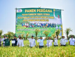 Panen Raya Padi Organik di Indramayu, Produksi Meningkat 50 Persen