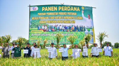 Panen Raya Padi Organik di Indramayu, Produksi Meningkat 50 Persen