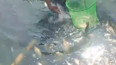 Belasan Ton Ikan di KJA Waduk Saguling Mati, Ini Penyebabnya