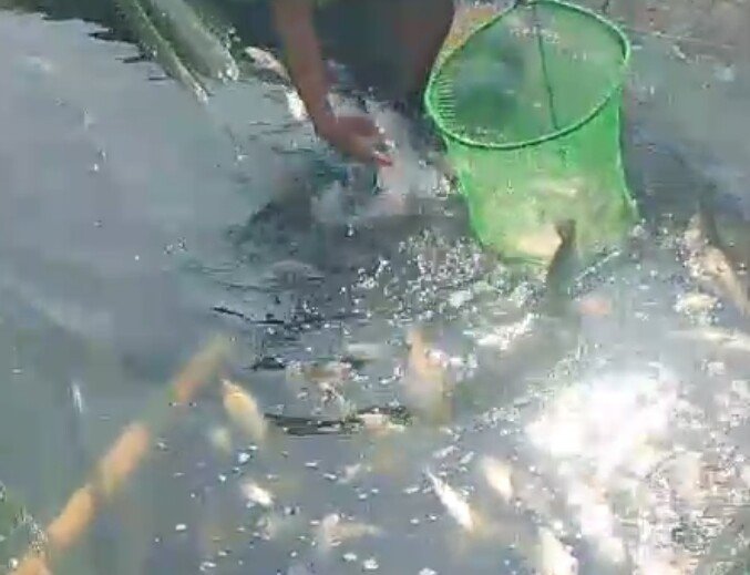 ikan mati waduk saguling