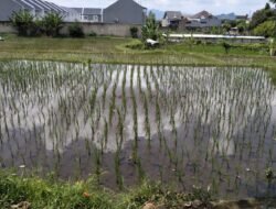 Stok Pupuk Bersubsidi Hingga Puncak Musim Tanam Tahun Ini di KBB Masih Aman