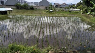 stok pupuk bersubsidi