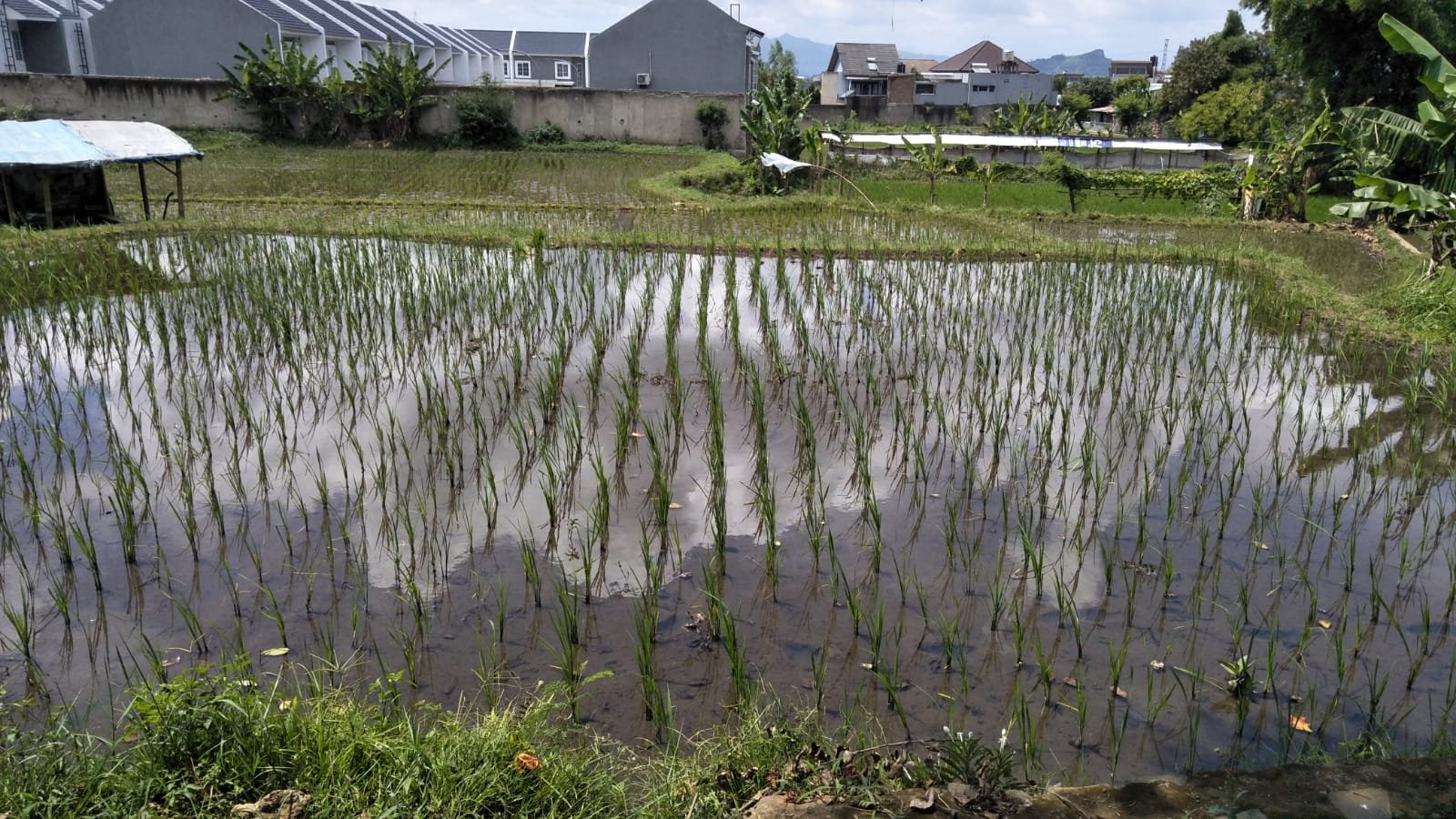 stok pupuk bersubsidi