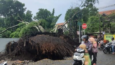 Pohon Tumbang Cimahi