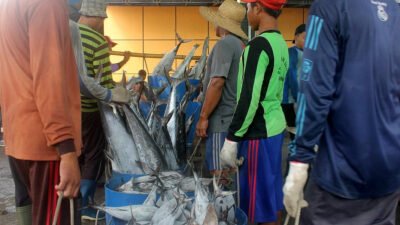 produksi ikan indramayu