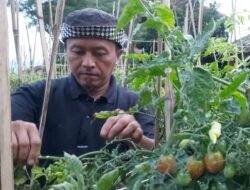 Cuaca Ekstrem, Petani Sayuran di Lembang KBB Dihantui Gagal Panen