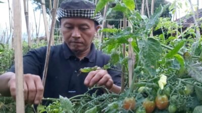 Cuaca Petani Lembang KBB