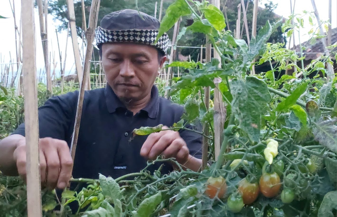 Cuaca Petani Lembang KBB