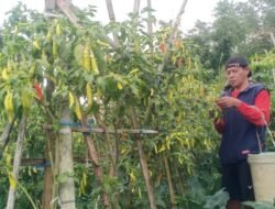 Cuaca Ekstrem, Petani di KBB Pilih Panen Cabai Rawit meski Harga Jual Murah