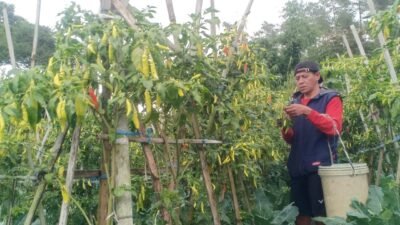 Cuaca Ekstrem, Petani di KBB Pilih Panen Cabai Rawit meski Harga Jual Murah