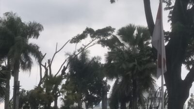 DLH Cimahi Bentuk Tim Khusus Diagnosa Kesehatan Pohon yang Rawan Tumbang