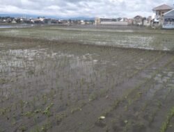Lahan Pertanian di KBB Terus Menyusut, Target Tanam Padi 60.238 Ha Pesimistis Tercapai