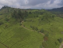 Gubernur Jabar Dedi Mulyadi Akan Hutankan Kembali Kawasan Puncak