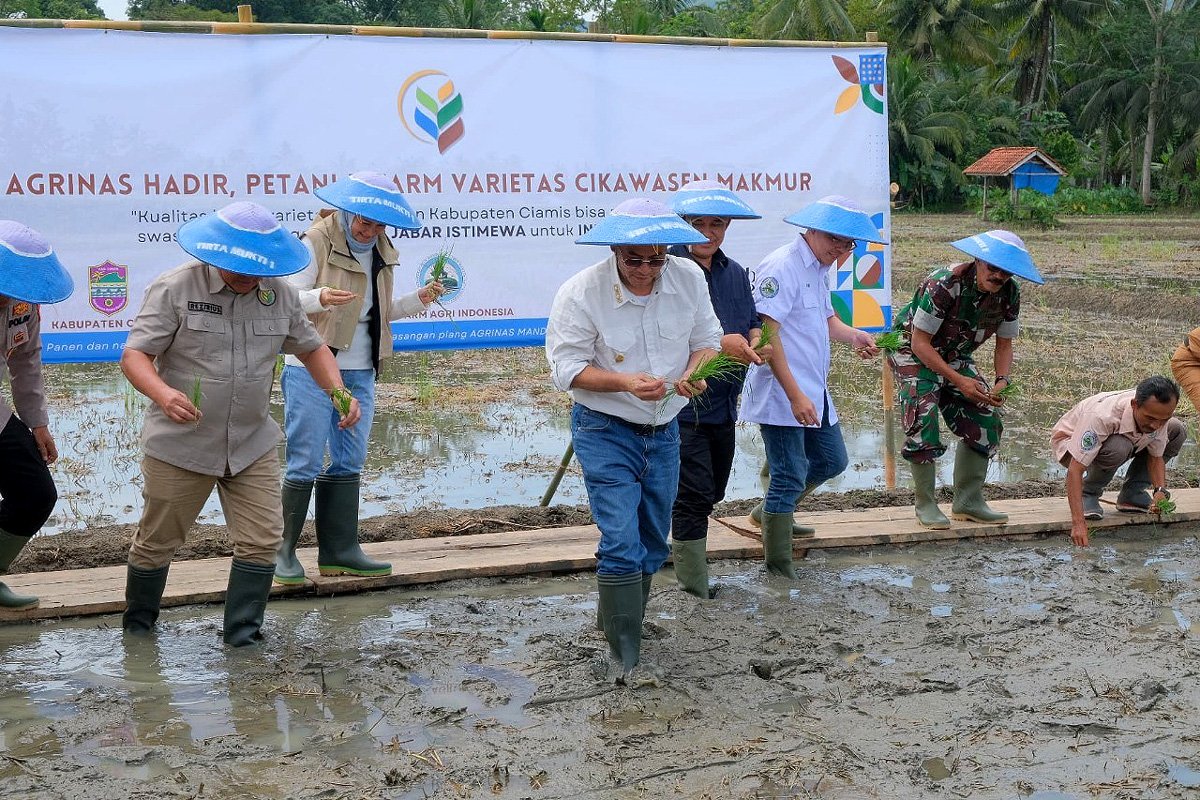 padi cikawasen