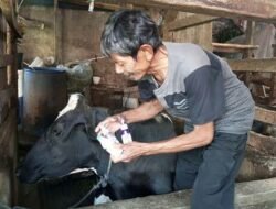 Dispernakan Antisipasi Hewan Kurban Berpenyakit dari Luar Daerah yang Masuk ke KBB