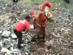 Penyiksaan Seekor Kuda Viral di Media Sosial, Kejadian di Cimahi