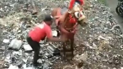 Penyiksaan Seekor Kuda Viral di Media Sosial, Kejadian di Cimahi