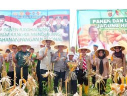 Dukung Ketahanan Pangan, Polresta Bandung dan Forkopimda Panen Raya Jagung di Arjasari