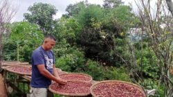 Kopi Gununghalu KBB