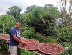 Agrowisata Kopi Gununghalu KBB Belum Ditunjang Fasilitas Memadai, Petani Butuh Pendampingan Edukasi
