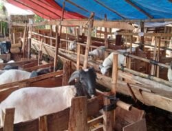 Dispernakan KBB Periksa 12.922 Hewan Kurban, Naik Dibandingkan Tahun Lalu