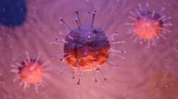 virus hanta