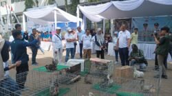 Kontes Ayam Hias Reptil