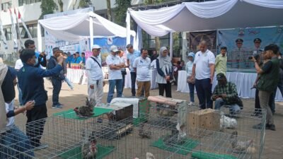 Kontes Ayam Hias Reptil
