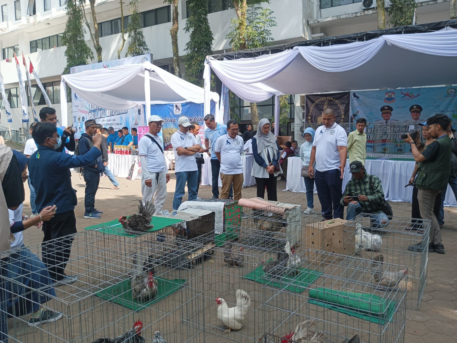 Kontes Ayam Hias Reptil