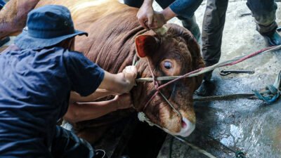 Penyembelihan Hewan Kurban Kota Bandung