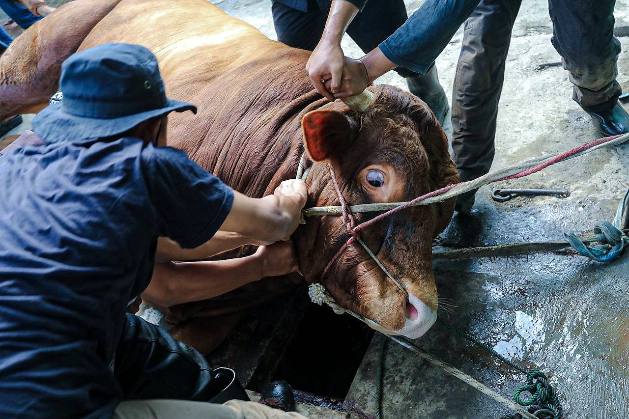 Penyembelihan Hewan Kurban Kota Bandung