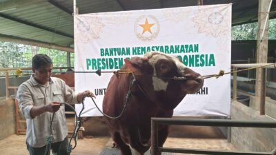 Sapi Kurban Prabowo