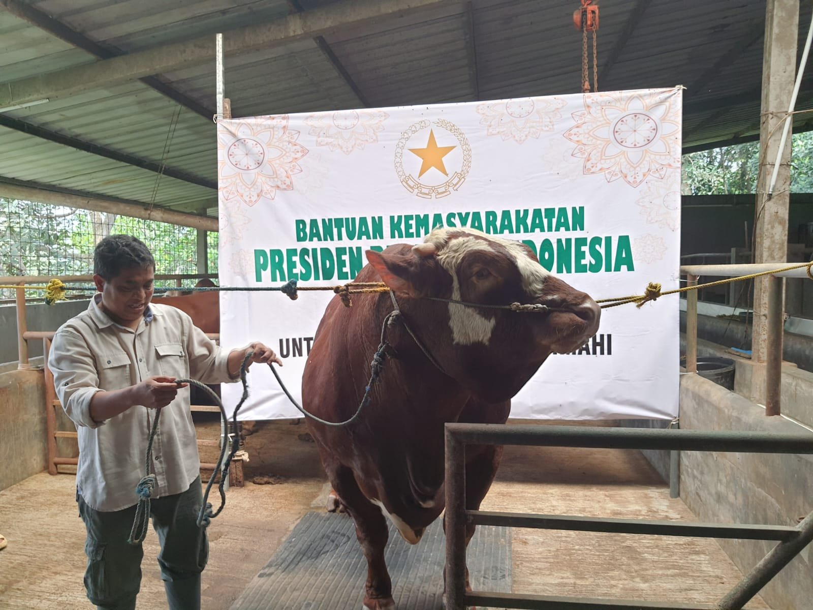 Sapi Kurban Prabowo