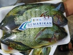KBB Darurat Gizi? Konsumsi Ikan Jauh di Bawah Rata-rata Nasional, Safari Gemarikan Digencarkan