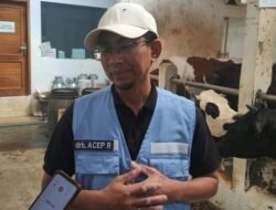 Misteri Kematian Belasan Sapi di Lembang Terkuak: Bukan PMK, Tapi Kekurangan Kalsium dan “Makan” Paku!