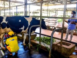 Tingkatkan produksi lokal, digagas pemkab bandung barat untuk pasok Produksi Susu Nasional